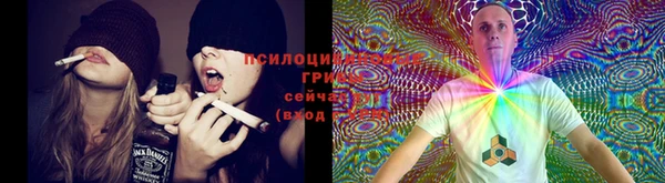 прущие грибы Белокуриха
